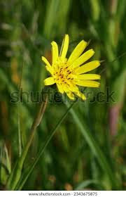 Attēlu rezultāti vaicājumam “Tragopogon pratensis subsp. pratensis flower”