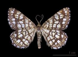 Attēlu rezultāti vaicājumam “Chiasmia clathrata”