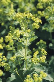 Attēlu rezultāti vaicājumam “Alchemilla subcrenata  flower”