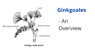 Attēlu rezultāti vaicājumam “Ginkgo biloba female flower”