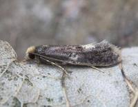 Attēlu rezultāti vaicājumam “Monopis weaverella”