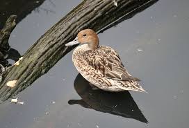 Attēlu rezultāti vaicājumam “Anas acuta”