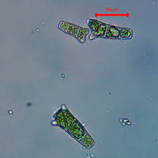 Attēlu rezultāti vaicājumam “Platydictya jungermannioides macro”