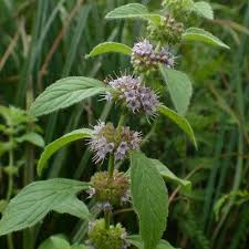 Attēlu rezultāti vaicājumam “Mentha x verticillata leaf”
