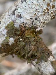 Attēlu rezultāti vaicājumam “Melanohalea exasperata”