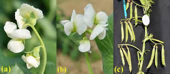 Attēlu rezultāti vaicājumam “Pisum sativum flower”