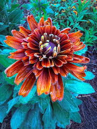 Attēlu rezultāti vaicājumam “Rudbeckia hirta var. hirta flower”