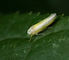 Attēlu rezultāti vaicājumam “Lamprotettix nitidulus”