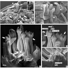 Attēlu rezultāti vaicājumam “Allium sativum bud”