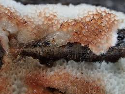 Attēlu rezultāti vaicājumam “Physisporinus sanguinolentus”