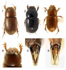 Attēlu rezultāti vaicājumam “Aphodius subterraneus”