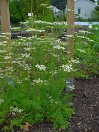 Image result for Kümmel