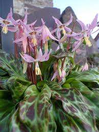 Attēlu rezultāti vaicājumam “Erythronium sibiricum flower”