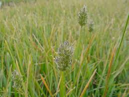 Attēlu rezultāti vaicājumam “Sesleria caerulea fruit”