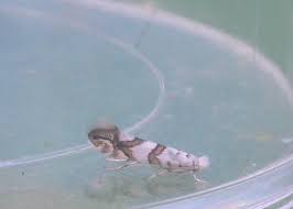 Attēlu rezultāti vaicājumam “Phyllonorycter platanoidella”