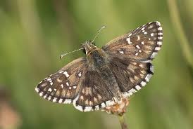 Attēlu rezultāti vaicājumam “Pyrgus serratulae”