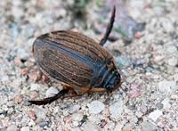 Attēlu rezultāti vaicājumam “Acilius sulcatus”