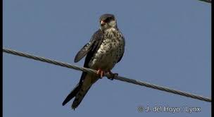 Image result for Falco amurensis