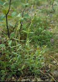 Attēlu rezultāti vaicājumam “Silene tatarica”