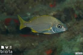 Image result for Pomadasys incisus