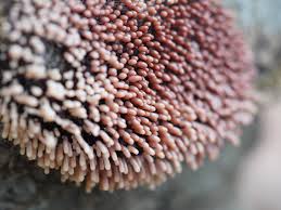 Attēlu rezultāti vaicājumam “Comatricha sp.”