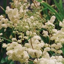 Image result for Filipendula vulgaris