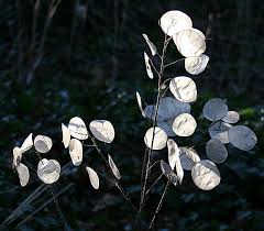 Image result for Lunaria annua