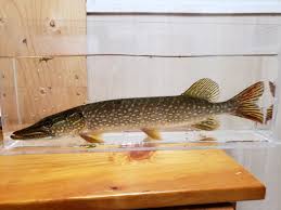 Image result for Esox lucius