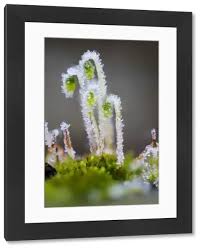 Attēlu rezultāti vaicājumam “Pohlia nutans”