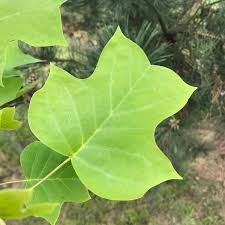 Attēlu rezultāti vaicājumam “Liriodendron tulipifera leaf”