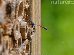 Attēlu rezultāti vaicājumam “Gasteruption jaculator”
