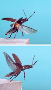 Attēlu rezultāti vaicājumam “Pyrochroidae imago”