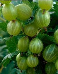 Attēlu rezultāti vaicājumam “Ribes uva-crispa fruit”