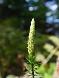 Attēlu rezultāti vaicājumam “Lignydium muscorum”