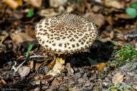 Attēlu rezultāti vaicājumam “Lepiota aspera”