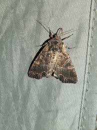 Attēlu rezultāti vaicājumam “Lacanobia suasa”