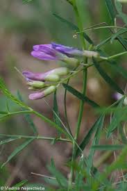 Attēlu rezultāti vaicājumam “Astragalus arenarius fruit”
