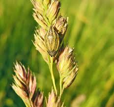 Attēlu rezultāti vaicājumam “Griselda ustomaculana”