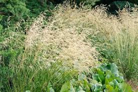 Attēlu rezultāti vaicājumam “Deschampsia cespitosa”