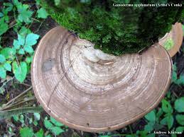 Attēlu rezultāti vaicājumam “Ganoderma applanatum”