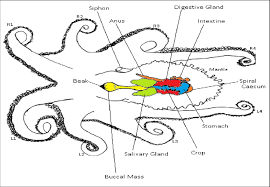 Image result for Enteroctopus dofleini