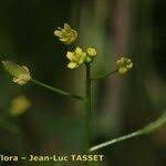 Attēlu rezultāti vaicājumam “Draba nemorosa fruit”