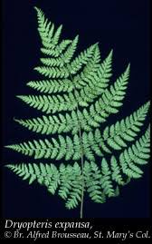 Attēlu rezultāti vaicājumam “Dryopteris”