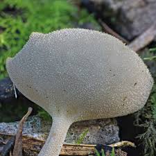 Attēlu rezultāti vaicājumam “Helvella macropus”