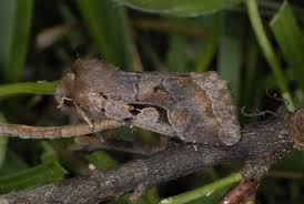 Attēlu rezultāti vaicājumam “Orthosia gothica”