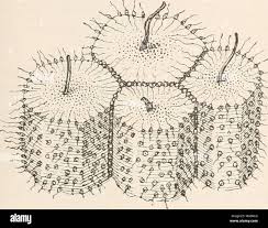 Attēlu rezultāti vaicājumam “Licea minima sessile”