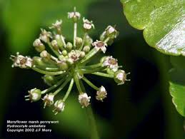 Attēlu rezultāti vaicājumam “Hydrocotyle vulgaris flower”