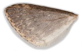 Attēlu rezultāti vaicājumam “Hydrelia sylvata”