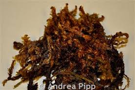 Attēlu rezultāti vaicājumam “Scorpidium scorpioides”