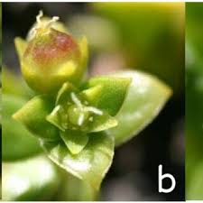 Attēlu rezultāti vaicājumam “Honckenya peploides flower”